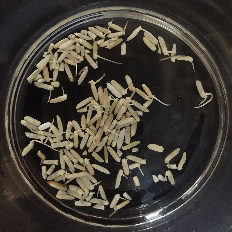 发芽糙米的制作方法,发芽糙米怎样吃最科学