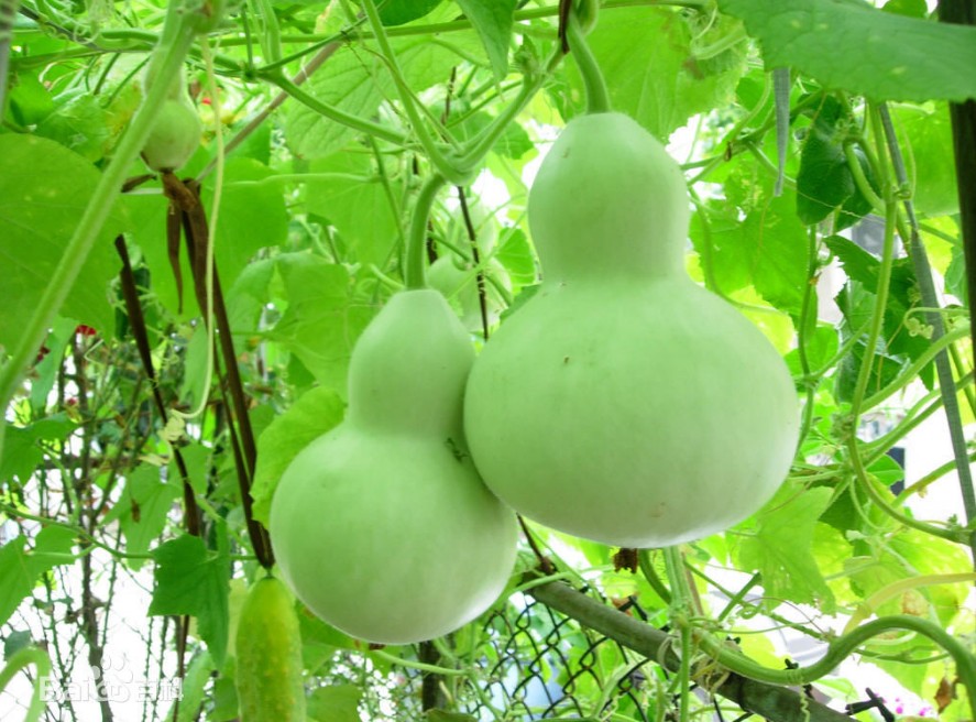 孕期水肿脚如何消肿瑜伽,孕期脚肿喝什么汤消肿快