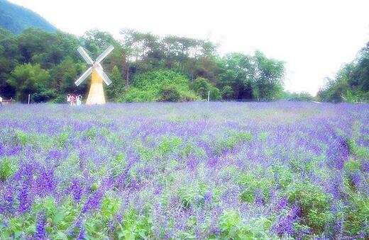 薰衣草什么时候开花最好看,衣草适合在什么季节开花