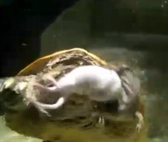 鳄龟活吞老鼠,鳄龟咬人瞬间死亡