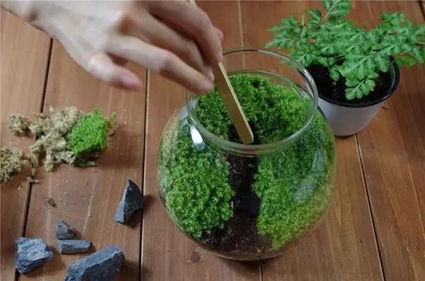 苔藓盆栽制作方法,苔藓植物盆栽制作