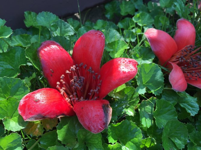 鼓浪屿自驾游全攻略,厦门鼓浪屿登岛全攻略