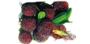 樱桃里有小虫子吃到肚子里怎么办,樱桃切开里面的小虫子