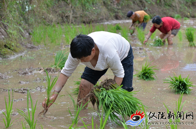立夏栽秧好还是小满栽秧好,立夏小满正栽秧完整视频