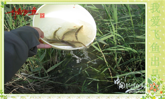 我爱飞鱼初探新钓点