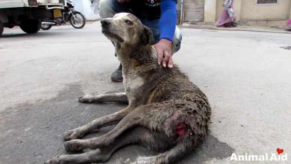 这只流浪狗屁股溃烂长蛆,快要自我放弃时这些人的到来让它重生