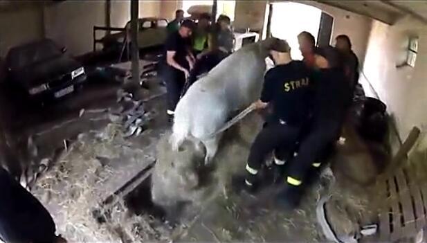 马卡深坑生命垂危，主人的一句话令它产生求生欲望，重获自由