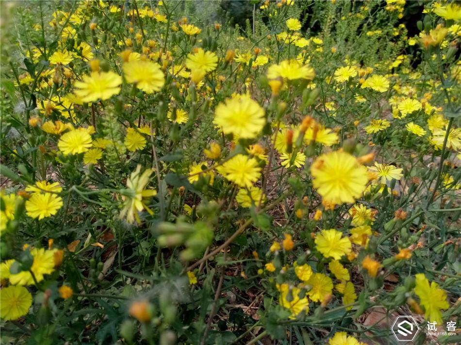 金立天鉴w909手机找不到媒体模式,金立天鉴w900翻盖手机价格