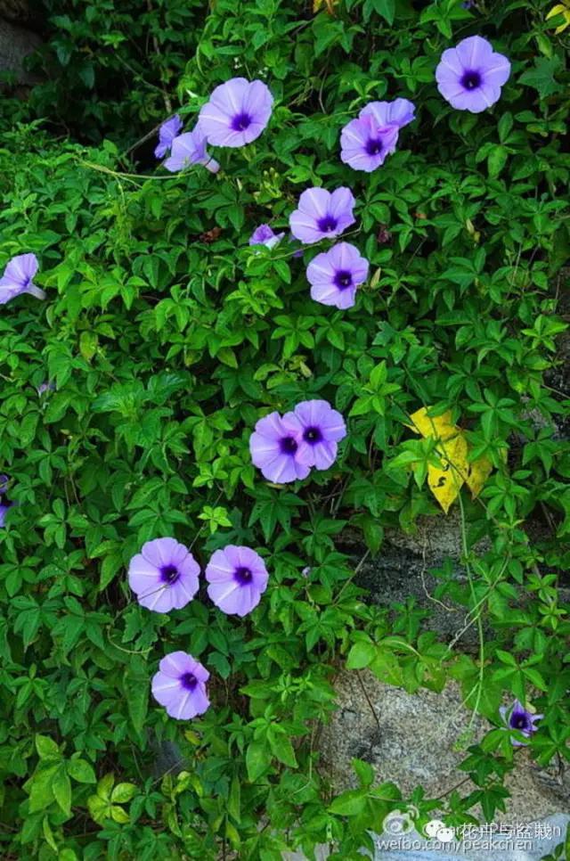 爬墙的花哪个爬得最快,爬墙很厉害的花卉