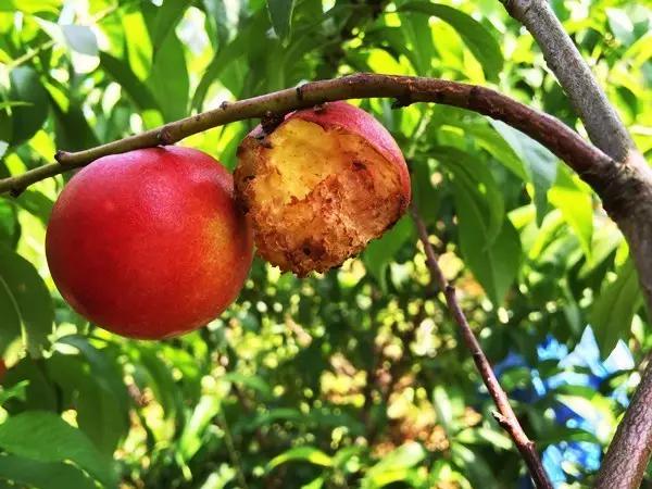 带着小猴子上山摘油桃，又一波福利先到先得