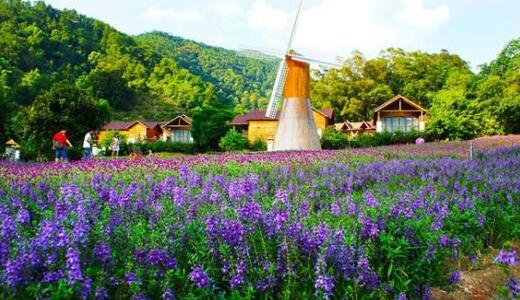 薰衣草什么时候开花什么时候败,山西交城庞泉沟薰衣草几月开花