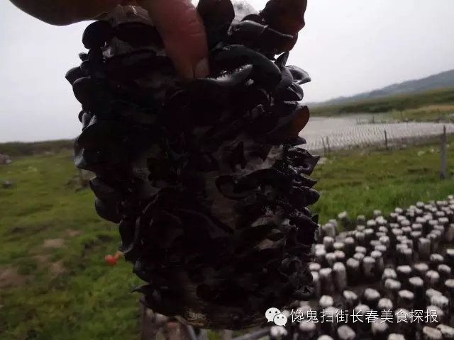 馋鬼的推荐|如何搞定木妹妹和松公子！这样的“山货”也是醉了