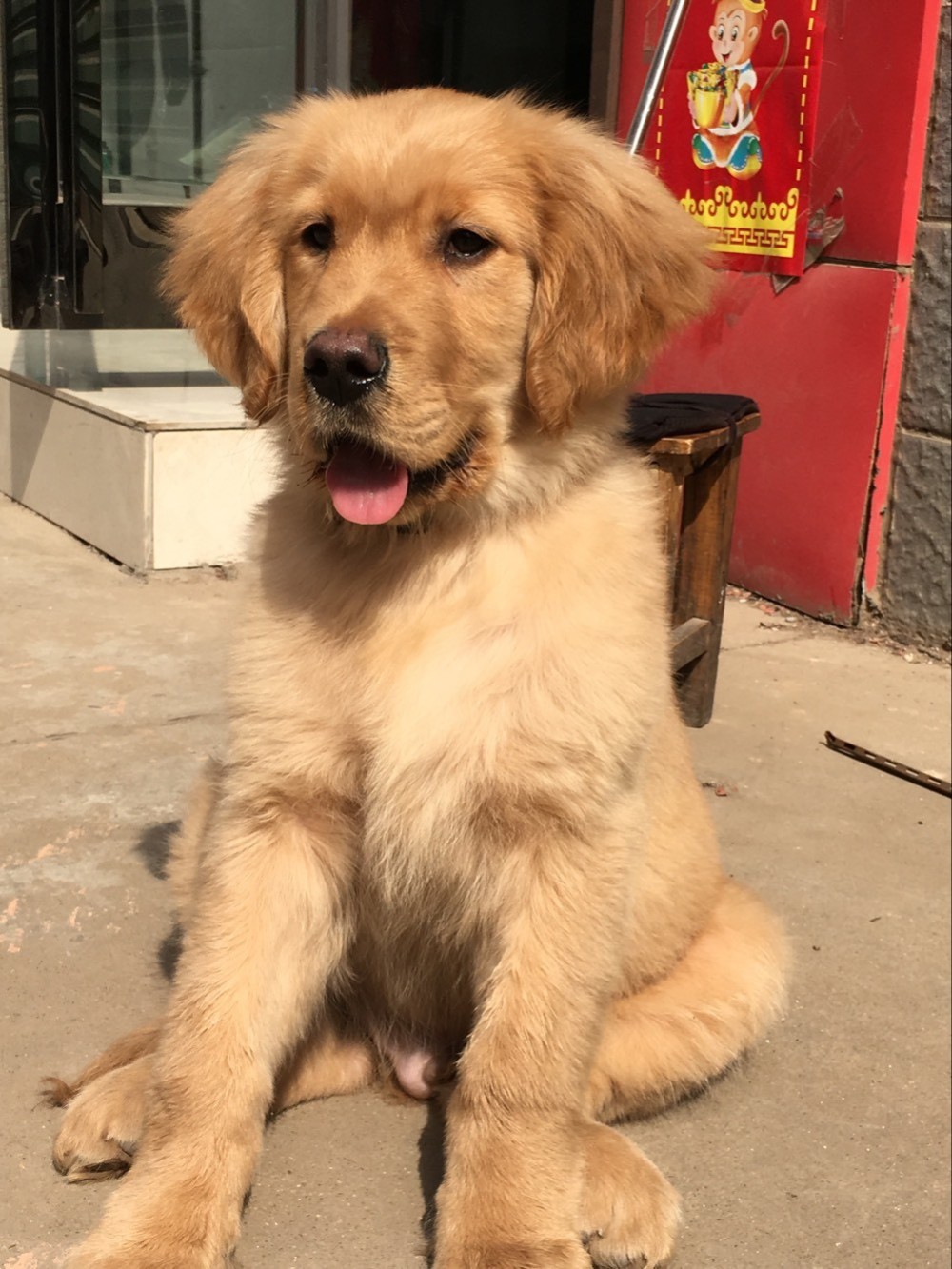 如果把金毛吃进去了会怎么样,金毛在家里偷吃