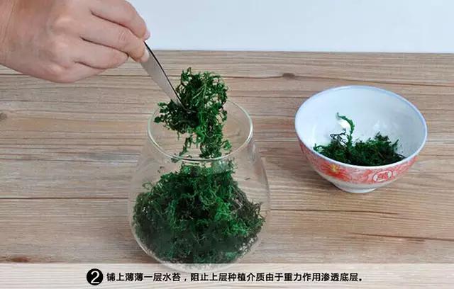 苔藓盆栽制作方法,苔藓植物盆栽制作