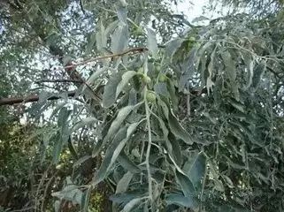 新疆南疆野生动物图片,南疆常见绿化植物