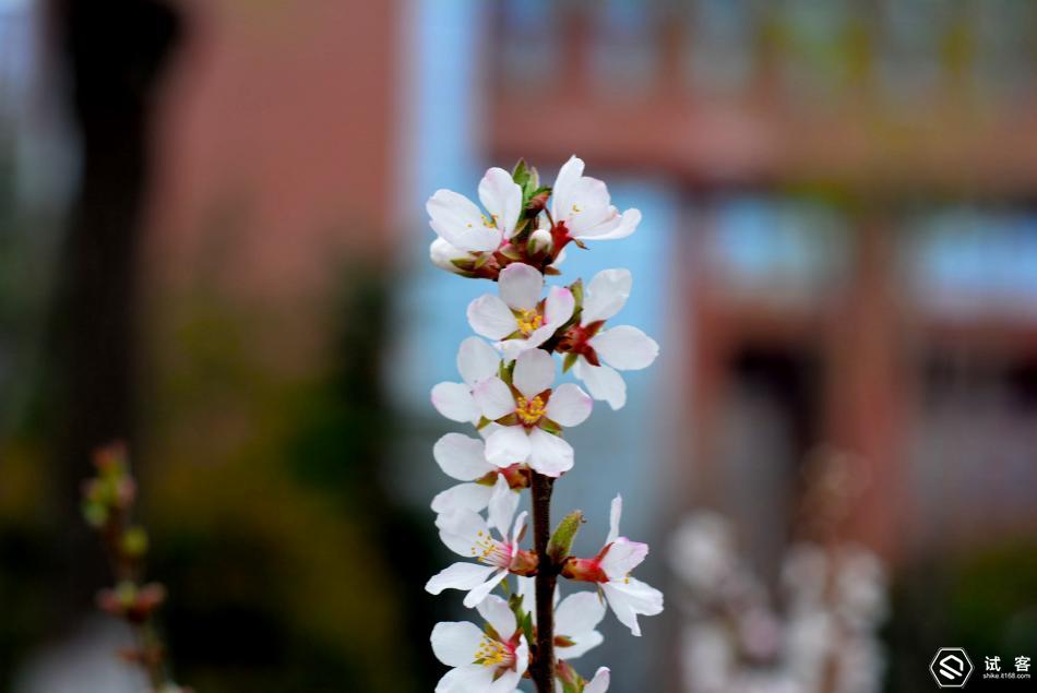 卓美超薄可调星光镜,卓美超薄偏光镜