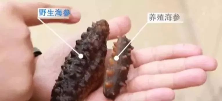 十块钱吃海鲜,吃海参的秘密