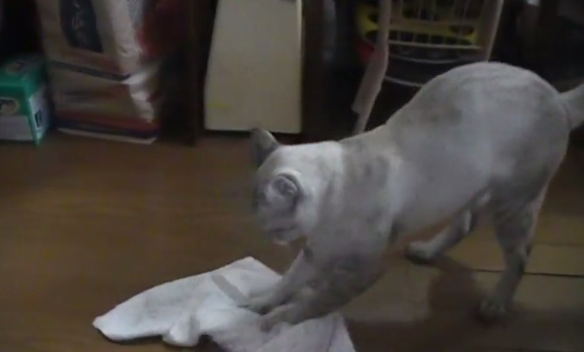 这位猫奴真是令人羡慕嫉妒恨，因为他家猫咪会用抺布地擦地板