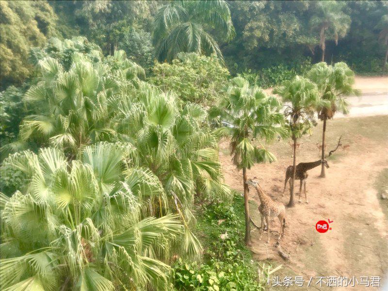 长隆野生动物园3天2晚亲子游,广州长隆野生动物园亲子游攻略