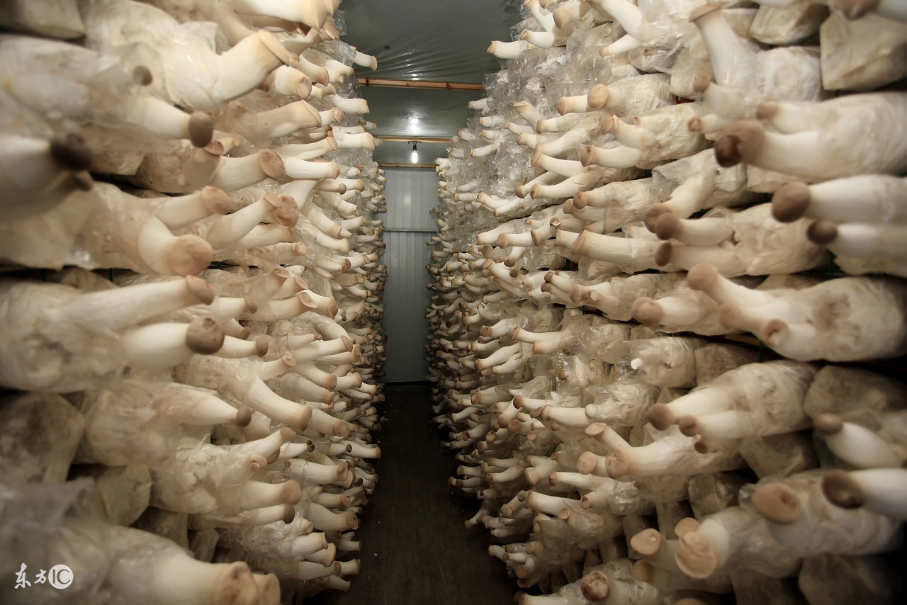 种蘑菇有前景吗,种蘑菇难不难