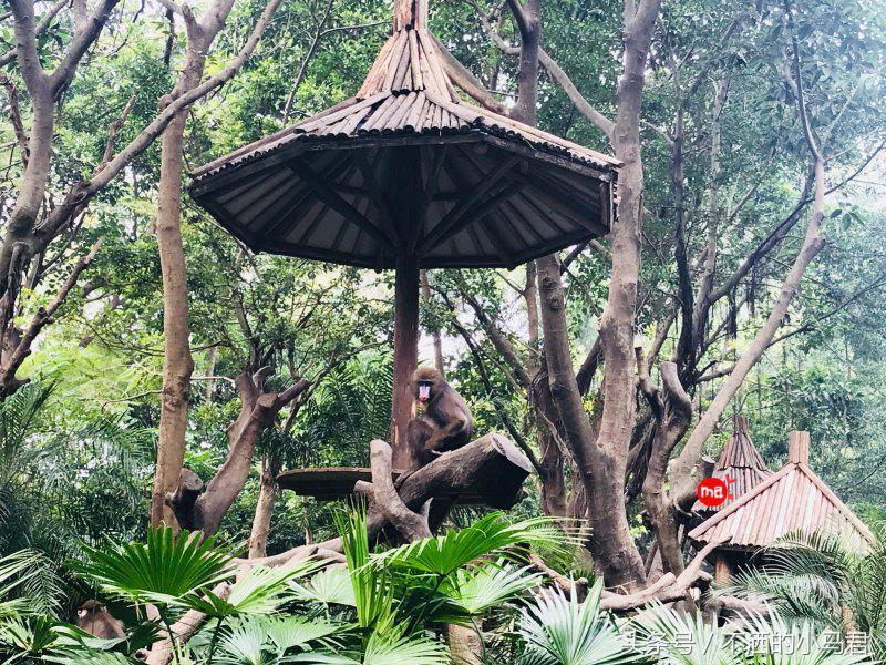 长隆野生动物园3天2晚亲子游,广州长隆野生动物园亲子游攻略