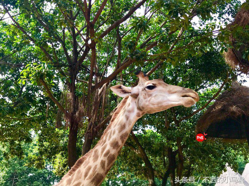 长隆野生动物园3天2晚亲子游,广州长隆野生动物园亲子游攻略