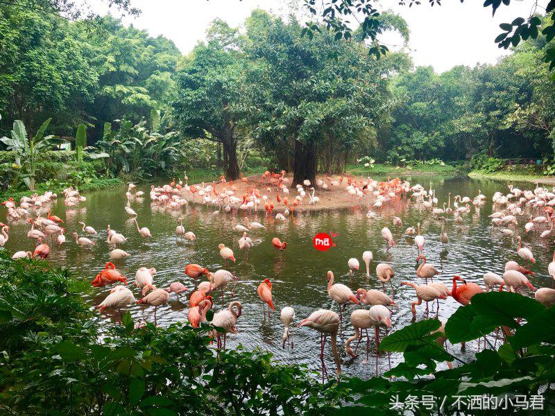 长隆野生动物园3天2晚亲子游,广州长隆野生动物园亲子游攻略