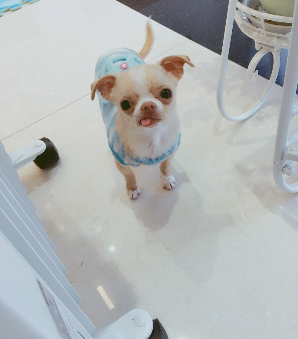 吐舌卖萌的叮叮猫——叮叮猫的由来