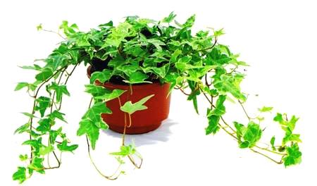 吸甲醛的植物生长好是靠甲醛吗,吸甲醛和苯的植物多久可以见效