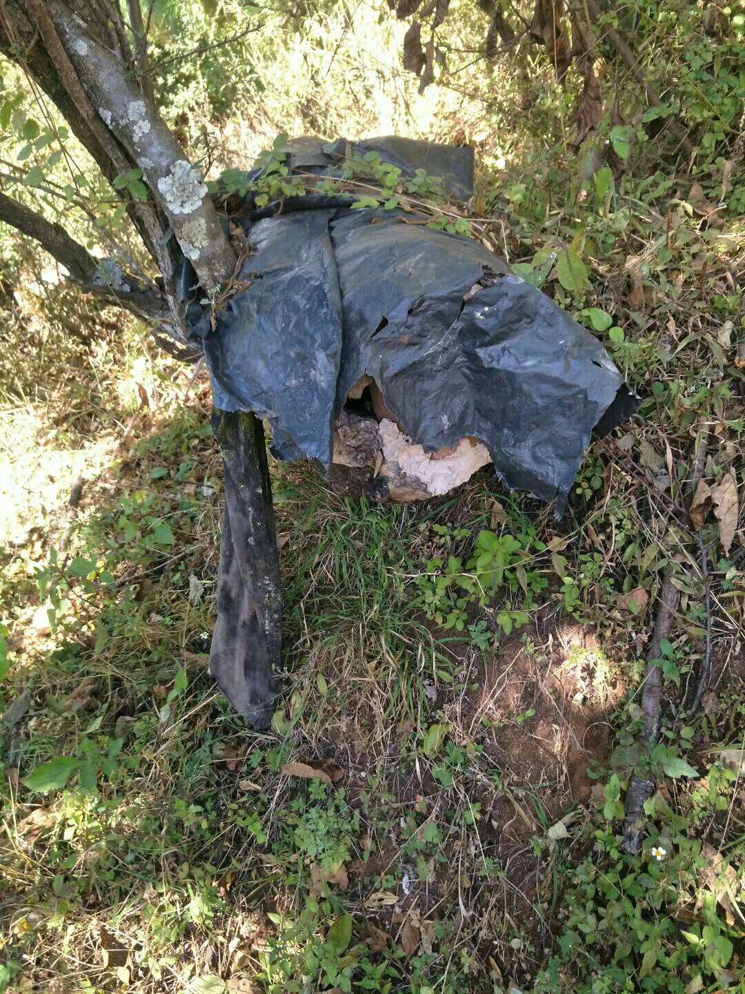 特级蜂蜜精华,冬宝蜂蜜纯天然正宗蜂蜜