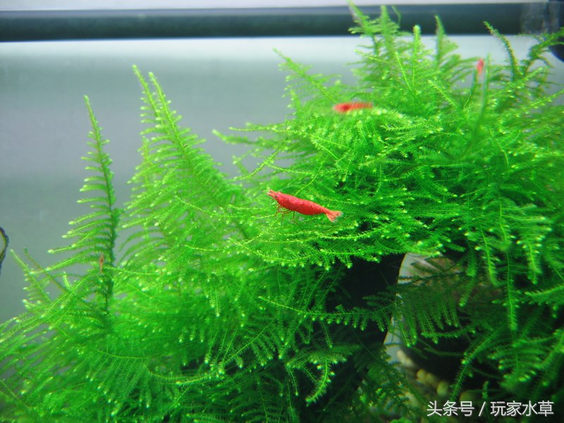 草缸里养虾的正确方法,小缸养虾的正确方法