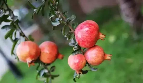 邯郸市一中在全省排名,邯郸市一中今年省排名第几