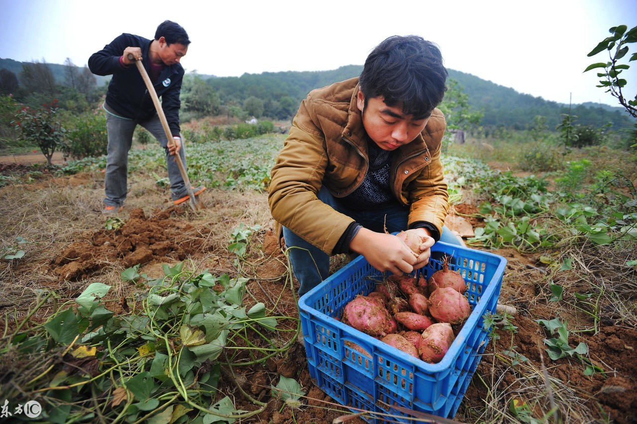 军哥回农村,军哥回村创业