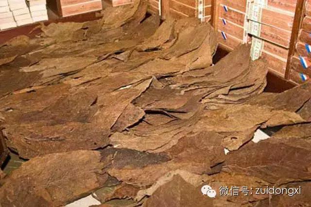 不曾驯服的野性,随风而逝