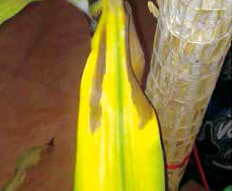 盆栽柱状金心巴西铁树规范化种植,金心巴西铁树养殖方法与技巧