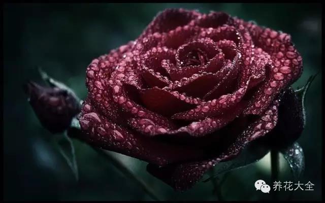 自然界中仅有的八种黑色的花,23种黑色花图片