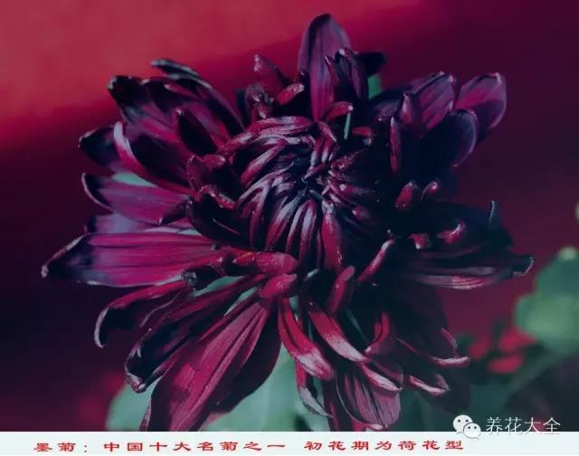 自然界中仅有的八种黑色的花,23种黑色花图片