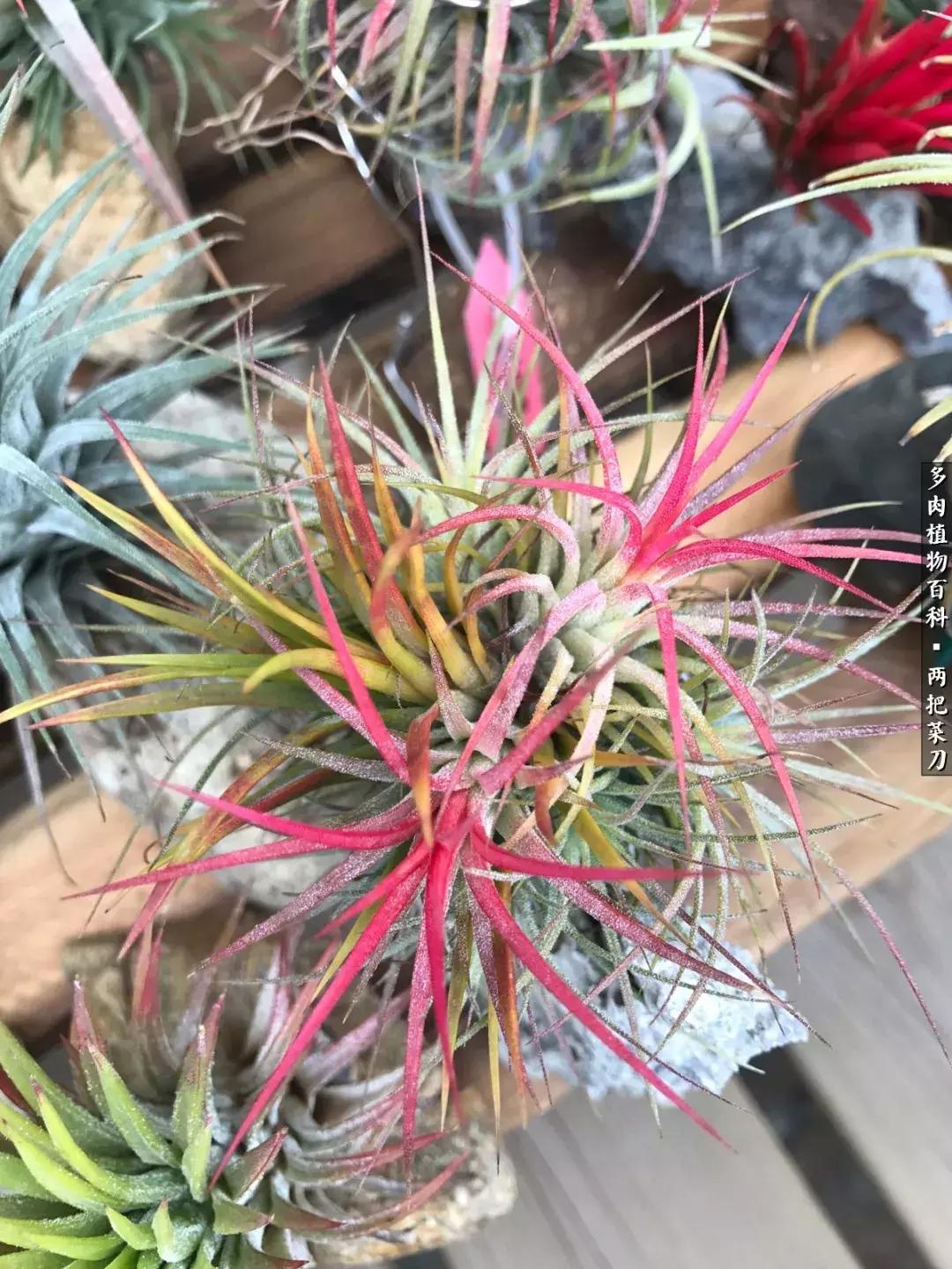 空气凤梨鸡毛掸夏天怎么养护,空气凤梨烂根切除了怎么养护