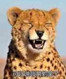 笑到变形,玛丽苏日本网剧《哥哥太爱我了怎么办》