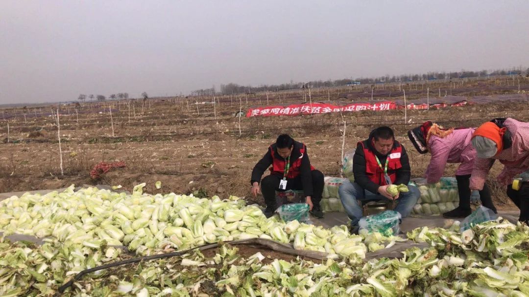 美菜在行动｜郑州美菜订单15000斤娃娃菜，现已发车！