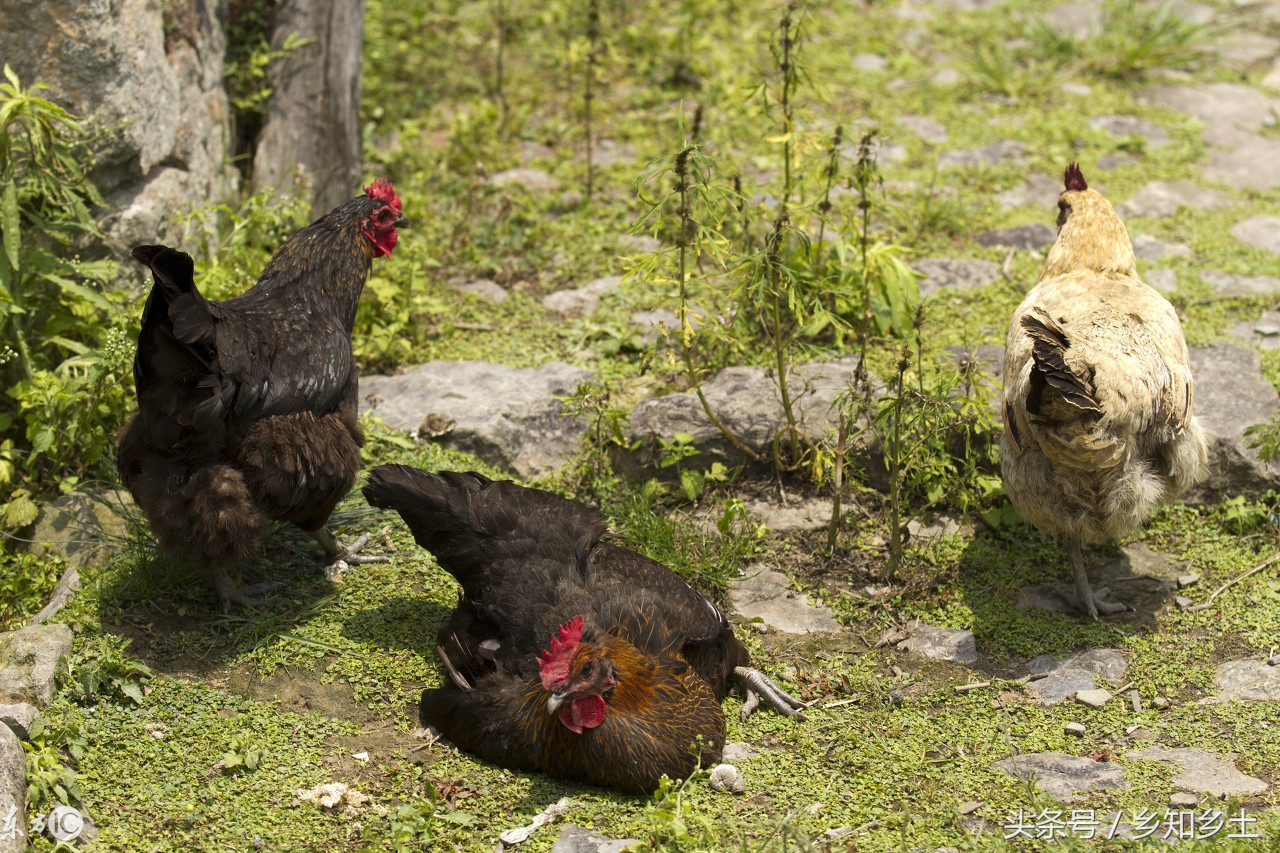 散养土鸡合适吗,散养土鸡哪种抵抗力强