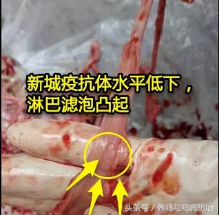 养鸡常见病顺口溜,高温高湿天养鸡常见病