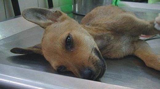 如果发生这3种情况，你的狗子可能不得不被安乐死，你能接受么？