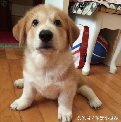 又乱咬的米克斯主动叼家法给妈妈，趴平翘屁等用刑：不要太用力