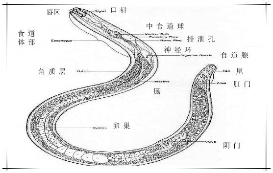 根结线虫防治方法大全附防治药剂,线虫病的防治方法