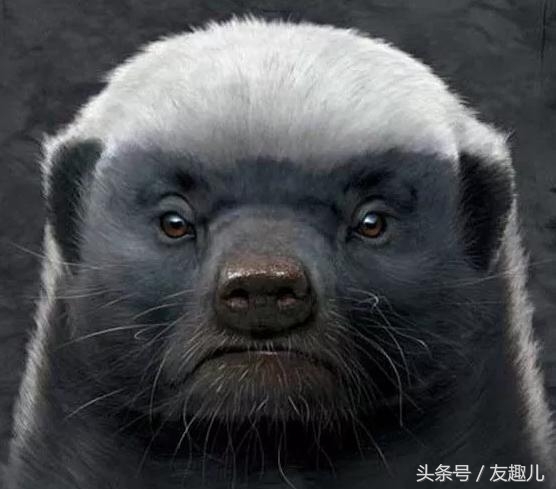 平头哥蜜獾经典事迹,平头哥蜜獾一生在干什么