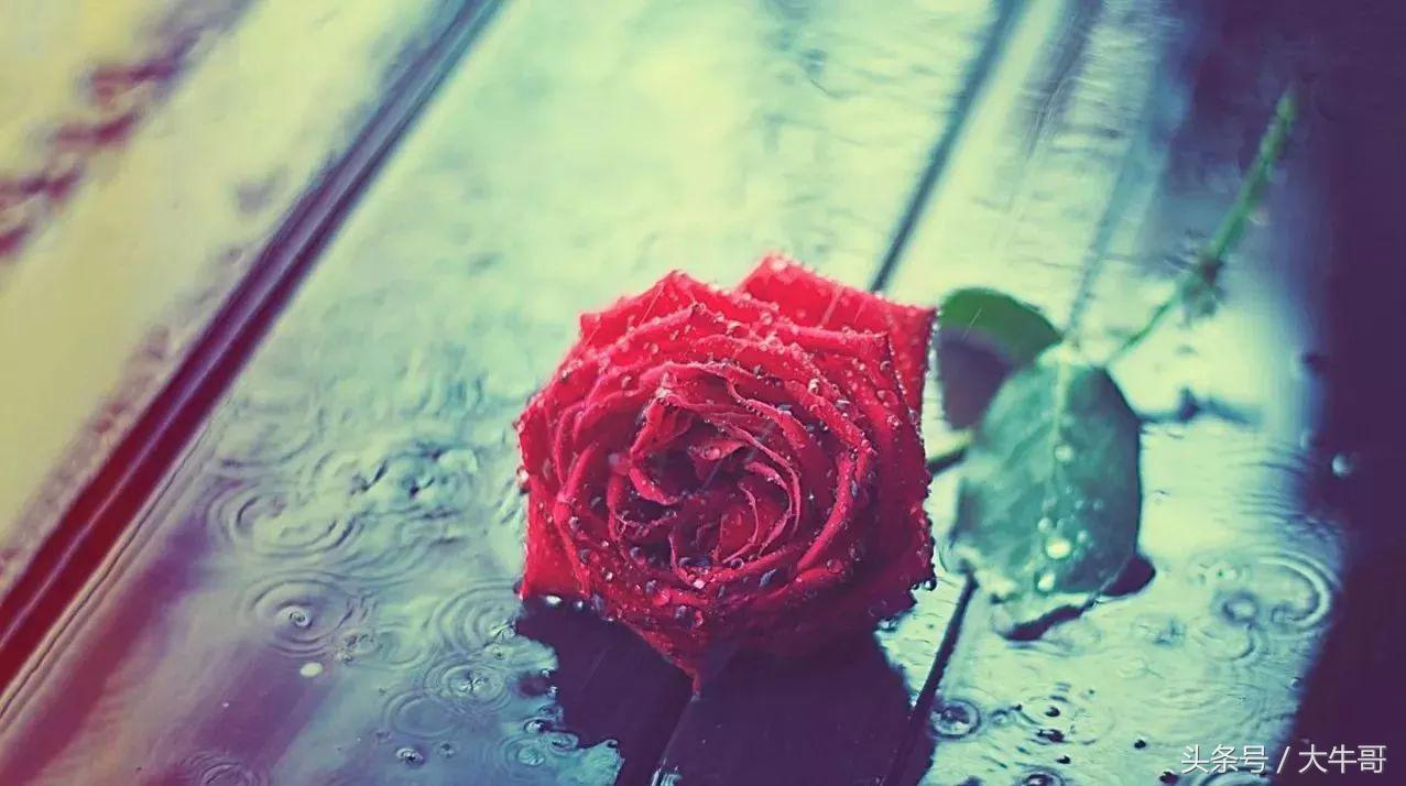 8朵玫瑰花代表什么花语和含义,七种玫瑰花的含义代表什么