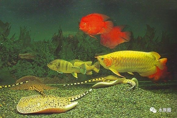 魟鱼养殖技术视频大全,魟鱼饲养入门