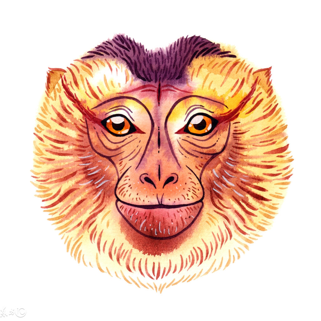 十二属相苦尽甘来,12属相哪个属相最傻