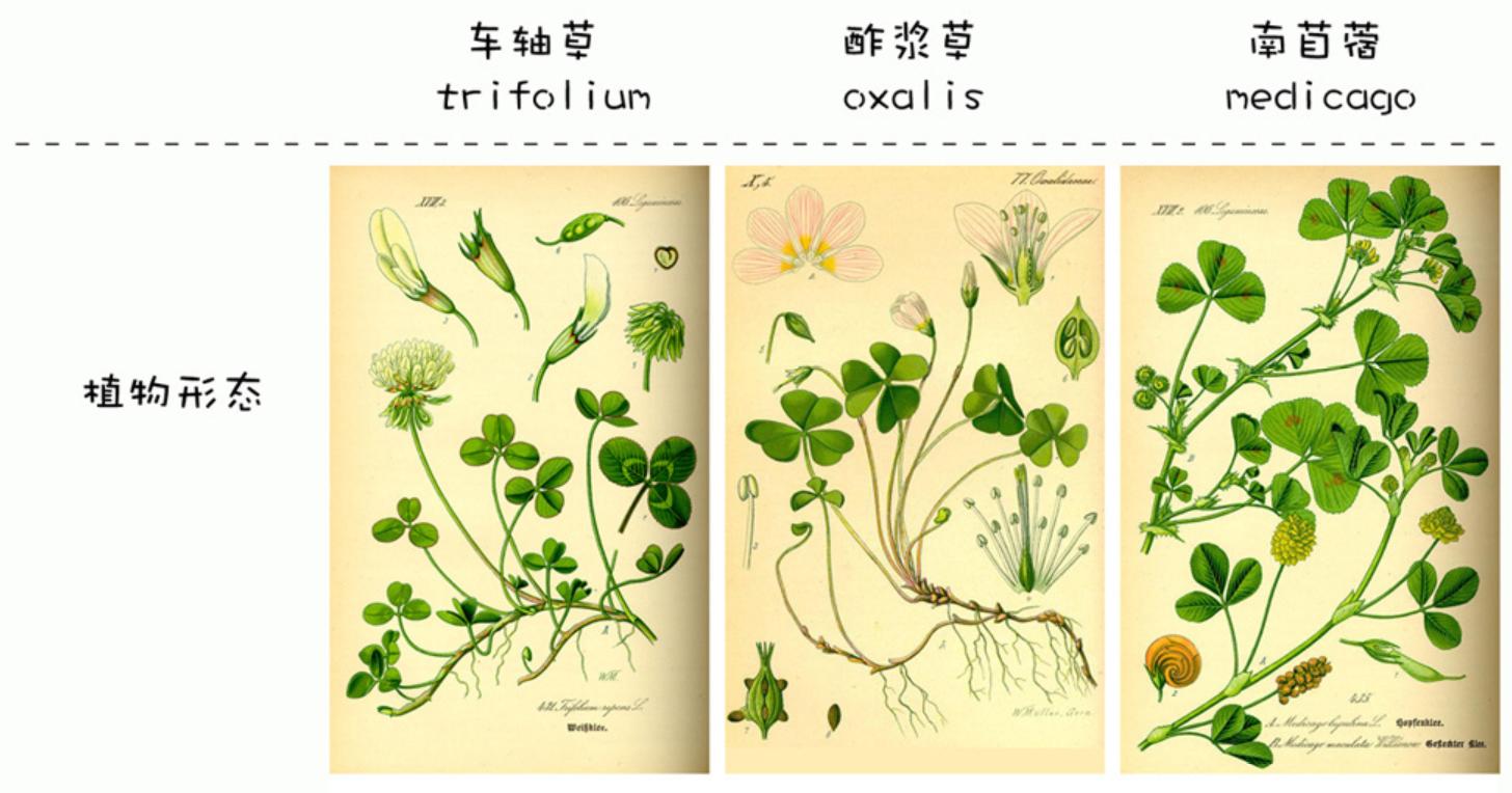 娃儿子不着家娘亲学了种三叶草攻略